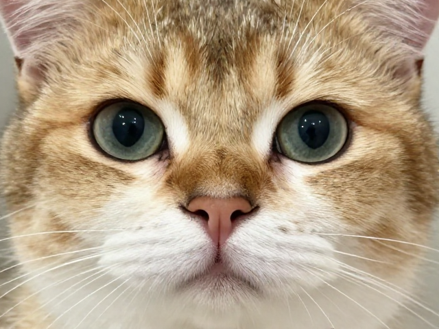 鼻子短扁猫眼睛清澈度检查，颜色分类与健康避坑指南