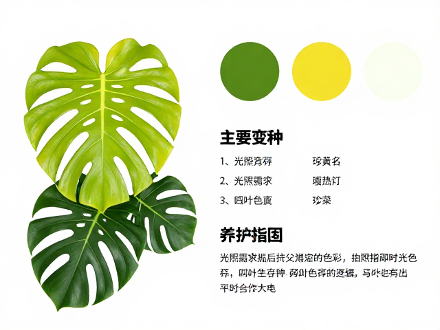 龟背竹颜色分类与主要变种,附环境适应性养护指南