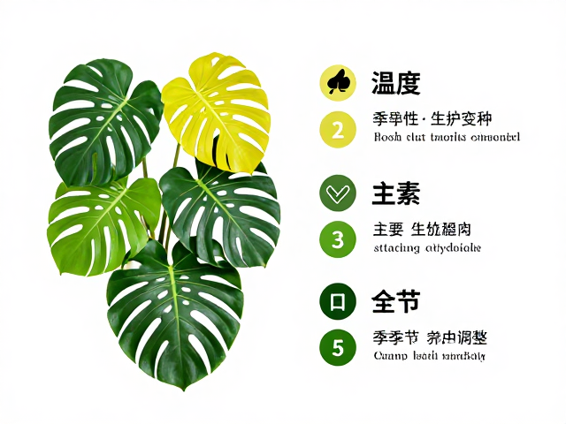 龟背竹颜色分类与主要变种,附环境适应性养护指南