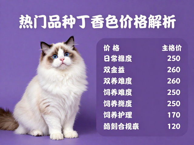 海双布偶与丁香色金渐层对比,热门品种选购指南与价格解析