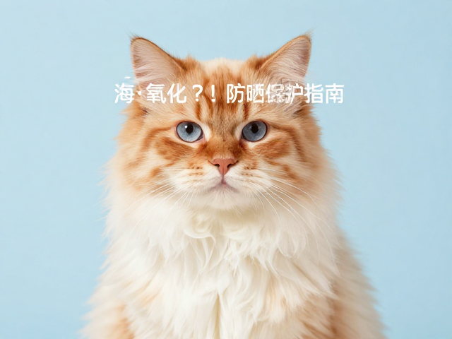 海双布偶橘色毛发易氧化?防晒保护指南