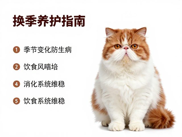 海双布偶加菲猫红白,换季养护指南,注意季节变化防生病