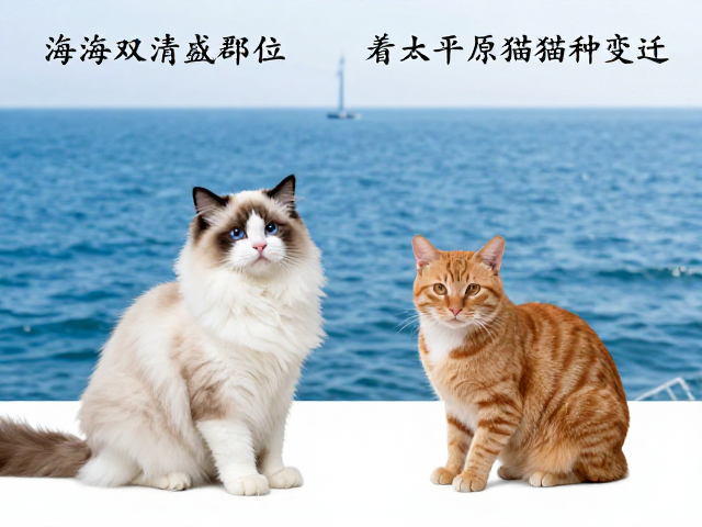 海双布偶与橘猫,明清兴盛下的平原猫种变迁