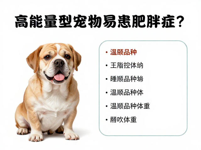 高能量型宠物易患肥胖症?选温顺品种需控体重