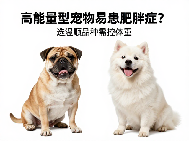 高能量型宠物易患肥胖症？选温顺品种需控体重