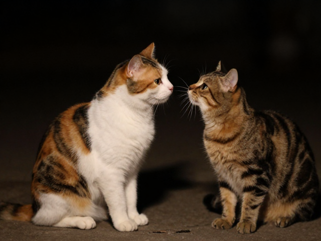 猫夜间爱玩好奇心重？选温顺品种指南