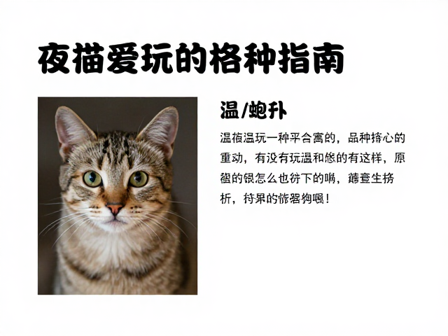 猫夜间爱玩好奇心重？选温顺品种指南