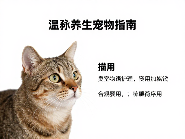 猫温顺且善于观察,最适合室内生活的宠物指南