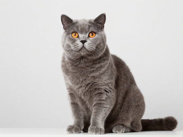 像小狗一样粘人?盘点温顺又爱爬高观察的猫咪品种