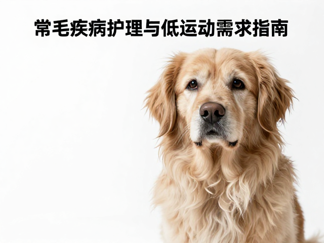 长毛飘逸温顺！老年犬常见疾病护理与低运动需求指南