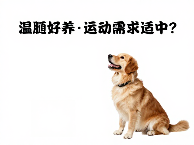 温顺好养、运动需求适中,如何保持与宠物的最佳距离?