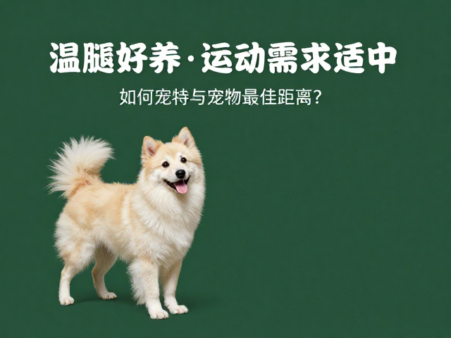 温顺好养、运动需求适中，如何保持与宠物的最佳距离？