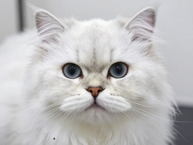 金吉拉猫温顺大胆却易患眼部问题,饲养前必看!