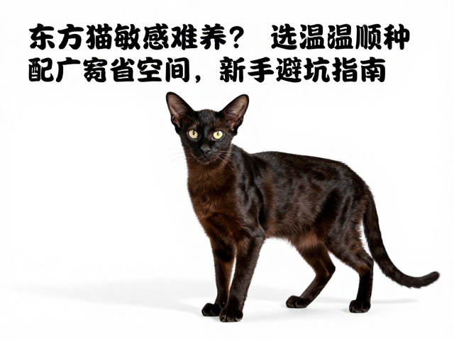 东方猫敏感难养?选温顺品种配宽敞空间,新手避坑指南