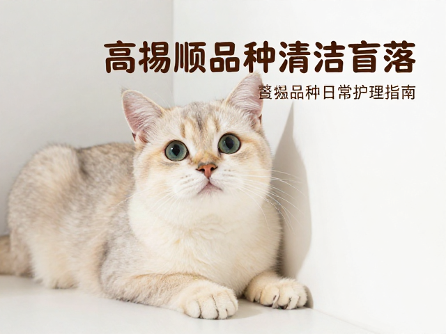 猫咪爱钻角落?警惕眼部清洁盲区!高温顺品种日常护理指南
