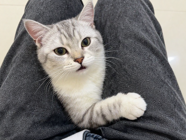 猫咪爱蹭腿还爱说话?揭秘高互动粘人精的温顺性格