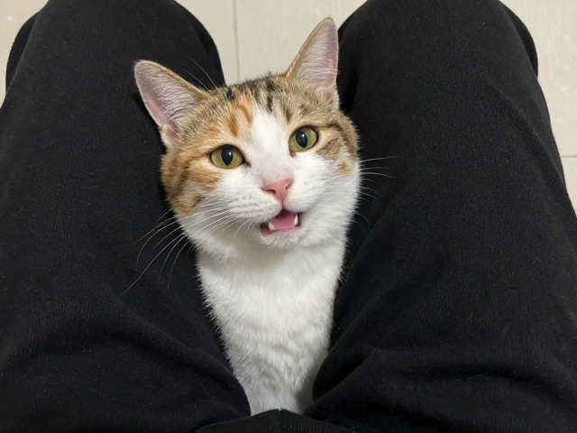 猫咪爱蹭腿还爱说话?揭秘高互动粘人精的温顺性格