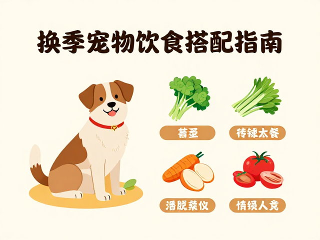 换季宠物饮食搭配指南,兽医咨询渠道与养护建议