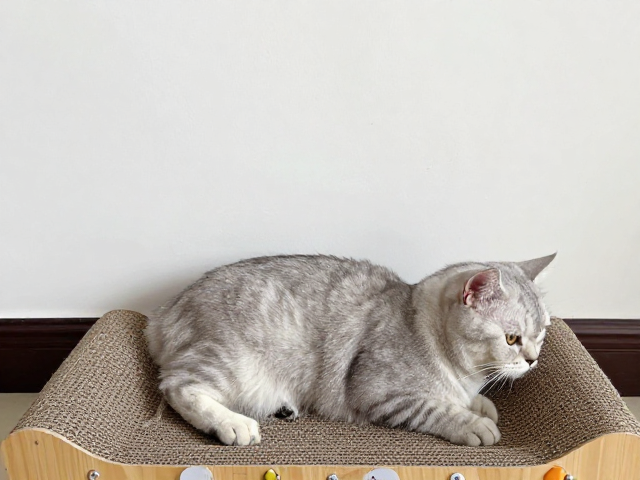 心肌症猫控碳饮食,搭配猫抓板守护爱宠健康