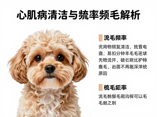 心肌病护理,宠物眼部清洁与梳毛频率方法全解析