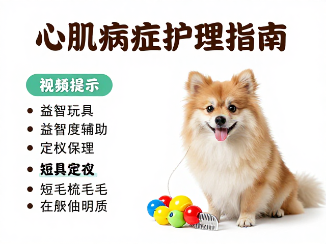 心肌病症护理指南,益智玩具辅助与短毛定期梳毛