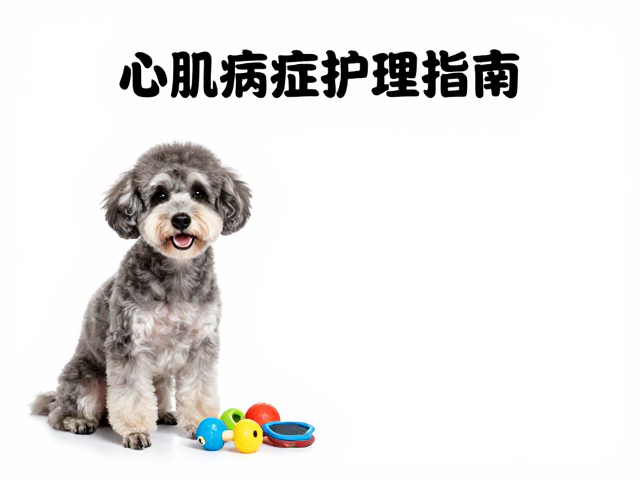 心肌病症护理指南,益智玩具辅助与短毛定期梳毛