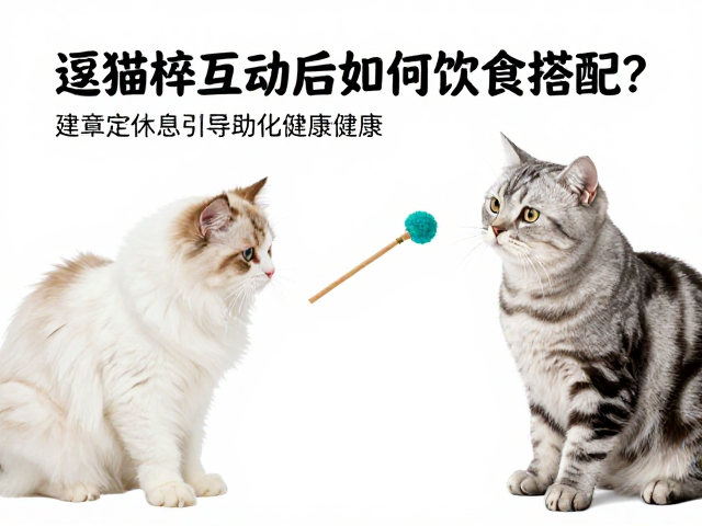 逗猫棒互动后如何饮食搭配?定点休息引导助猫咪健康