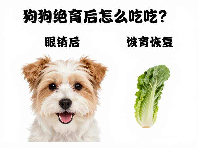 狗狗绝育后怎么吃?饮食搭配,眼部清洁,快速去泪痕恢复
