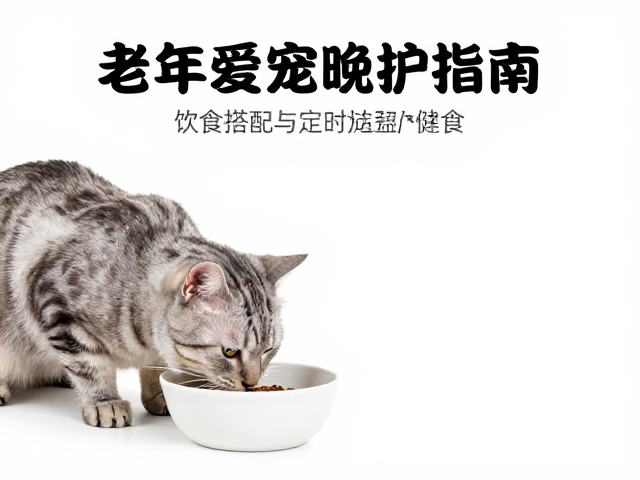 老年猫照护指南,饮食搭配与定时定量喂食,守护爱宠晚年健康
