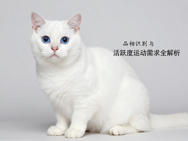 蓝眼白猫怎么养?品相识别与活跃度运动需求全解析