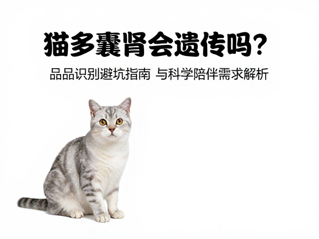 猫多囊肾会遗传吗？品相识别避坑指南与科学陪伴需求解析