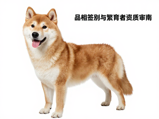 品相识别与繁育者资质审核,呼吸平稳无杂音选宠指南