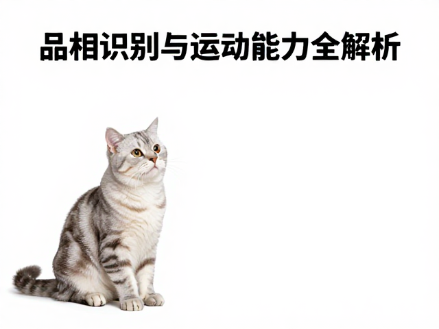 新手养猫必看,品相识别与运动能力全解析