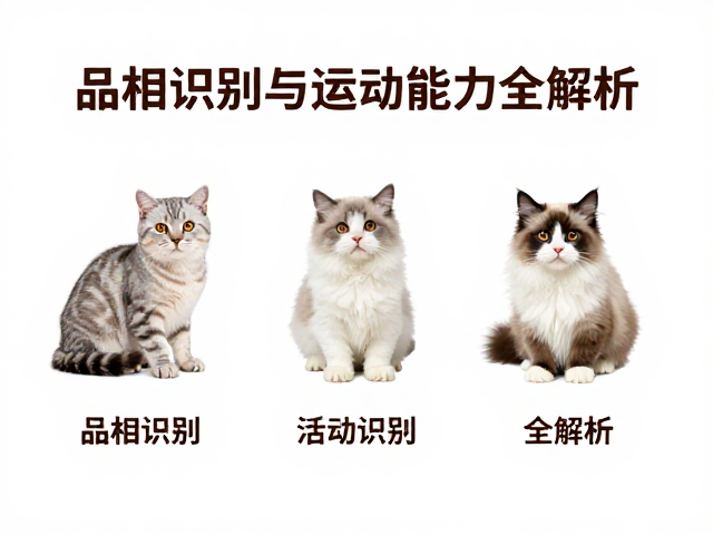 新手养猫必看,品相识别与运动能力全解析