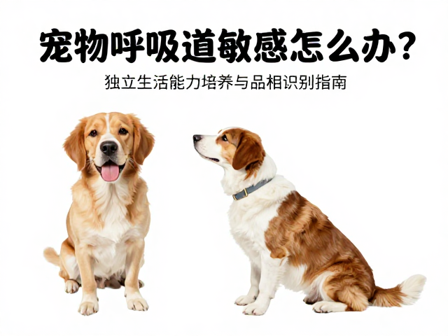 宠物呼吸道敏感怎么办？独立生活能力培养与品相识别指南