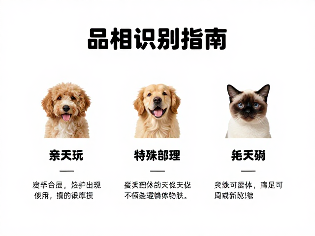 品相识别指南,高亲人度宠物的日常毛发打理频率与护理技巧