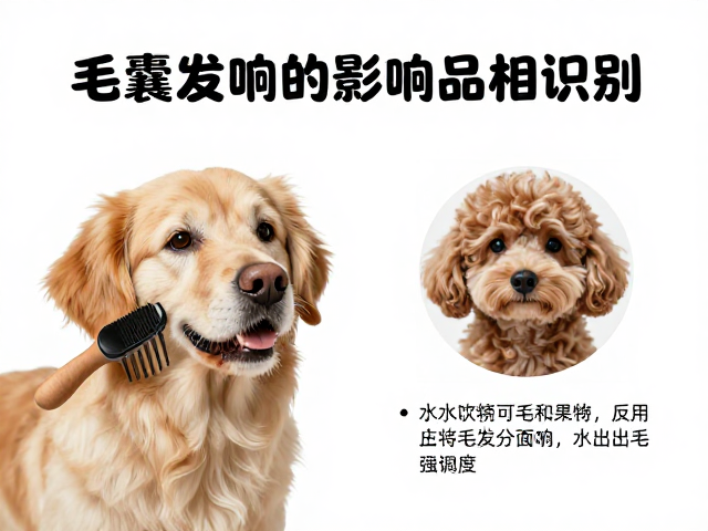 宠物梳毛频率与水分摄入影响品相识别?揭秘健康毛发管理
