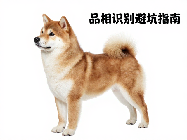 品相识别避坑指南,繁育者资质与被毛密度定优劣