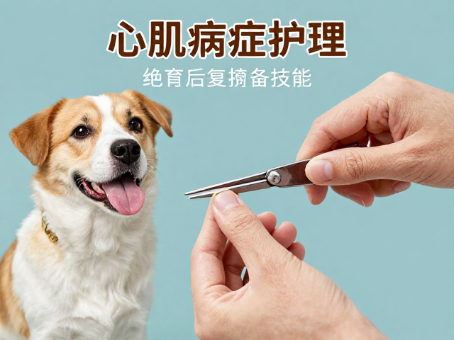心肌病症护理,绝育后康复训练与指甲修剪技巧全解析
