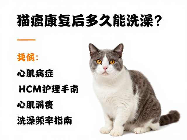 猫瘟康复后多久能洗澡？心肌病症猫咪护理与洗澡频率指南