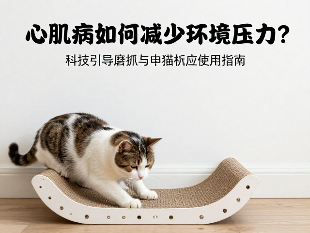 心肌病猫如何减少环境压力?科学引导磨爪与猫抓板使用指南