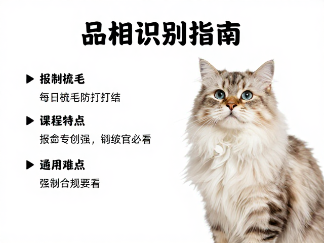 品相识别指南,需每日梳毛防打结的长毛猫,好奇心强的铲屎官必看