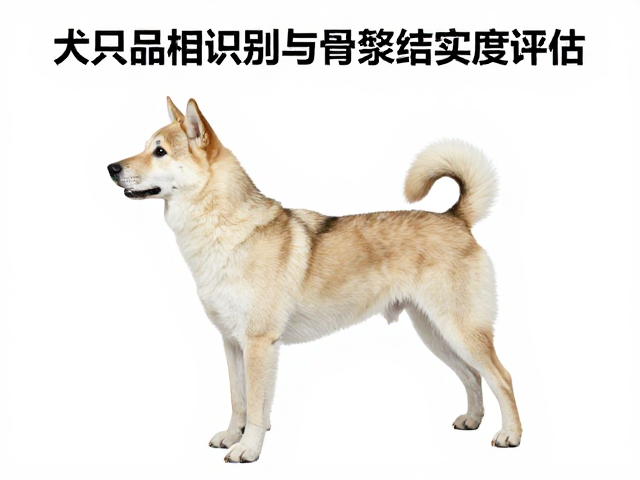 犬只品相识别与骨架结实度评估,科学应对过度吠叫全指南