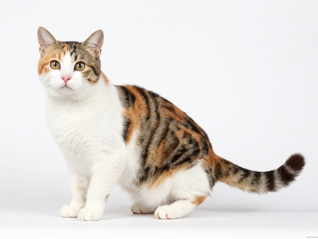 猫咪配色繁育指南,保障后代健康,详解尾巴与耳朵特征
