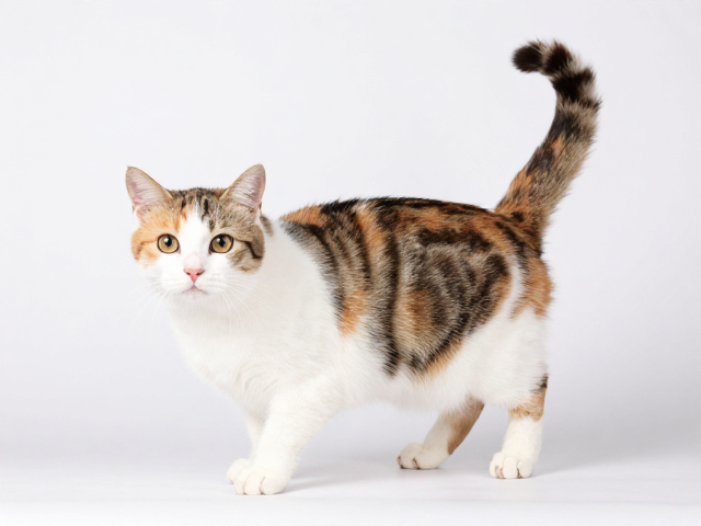 猫咪配色繁育指南,保障后代健康,详解尾巴与耳朵特征