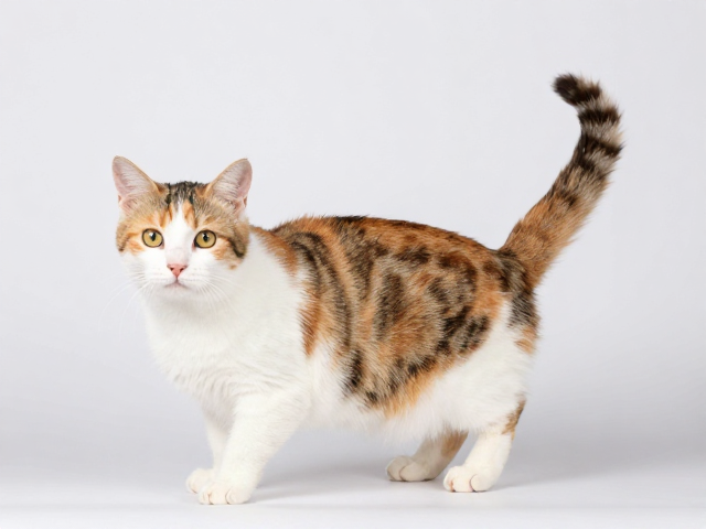 猫咪配色繁育指南,保障后代健康,详解尾巴与耳朵特征