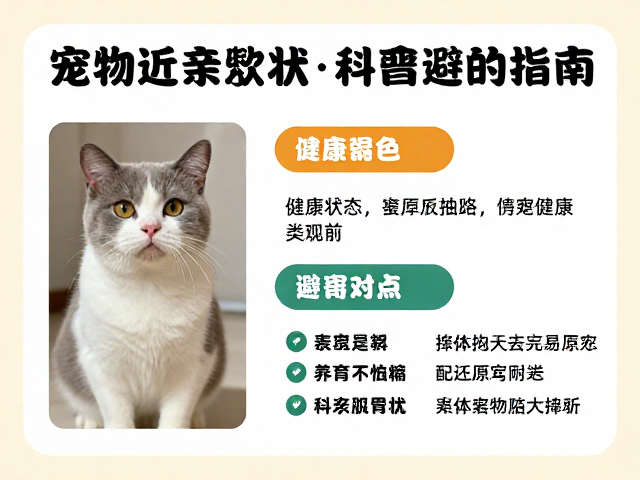 宠物近亲繁殖危害大！如何观察健康状况，科学配色繁育避坑指南