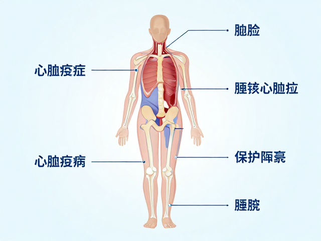 空间垂直分布视角,心肌病症与关节保护补充剂的科学解析
