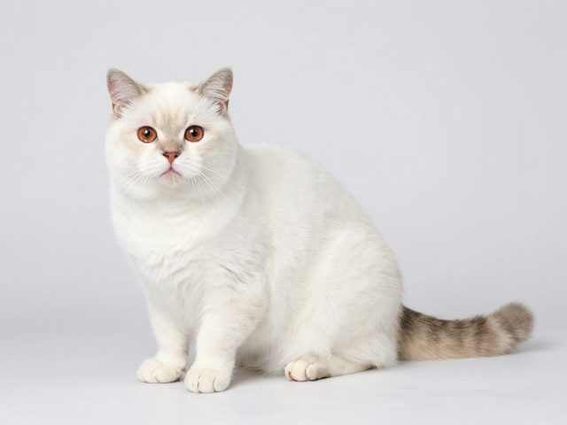 猫肥厚型心肌病会引发耳螨皮肤病吗?专家解析心脏与皮肤关联