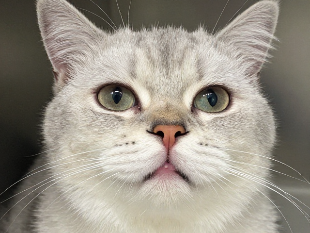猫心肌病、猫癣与牙齿健康评估,3大核心病症筛查指南
